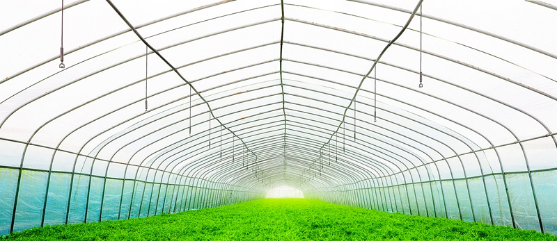 03 芦蒿大蓬基地  孙向东摄.jpg