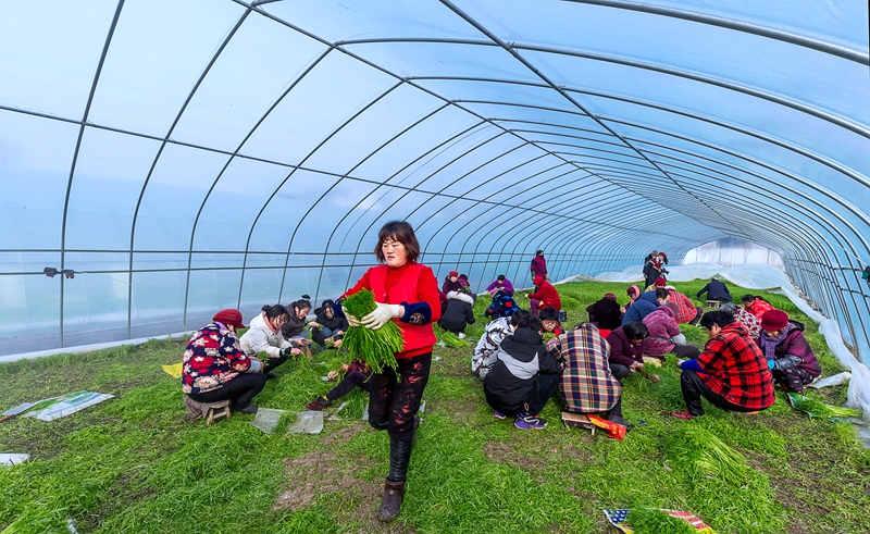 1643010376679859.jpg 07 收获 孙向东摄.jpg