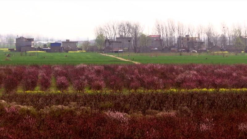 1648438123106796.jpg 桃花000001.JPG