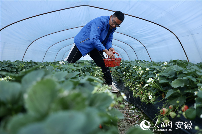 江成林和他的草莓大棚。人民网记者 陶涛摄